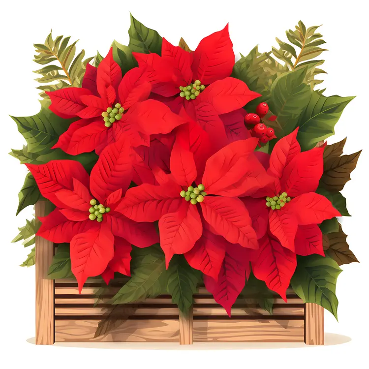 Poinsettia in a Wooden Crate