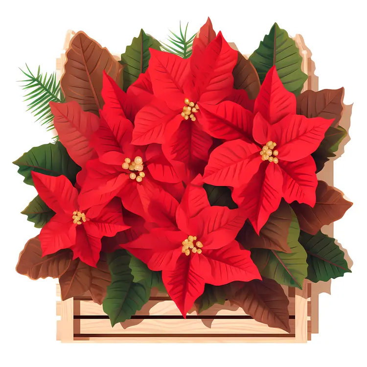 Red Poinsettia in Wooden Crate