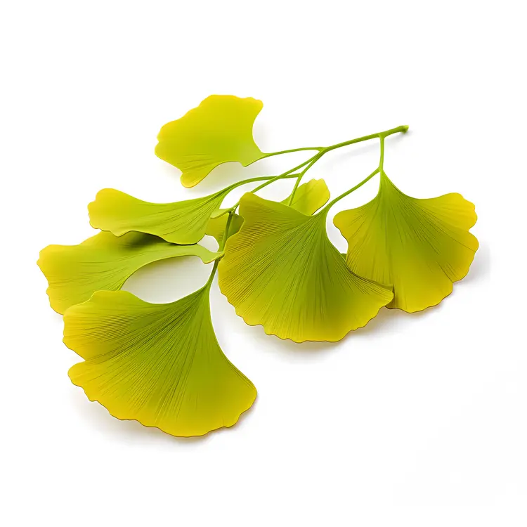 Yellow-Green Ginkgo Leaves