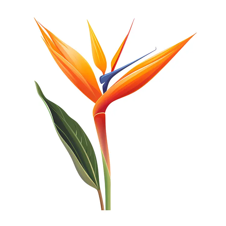Bird of Paradise Flower