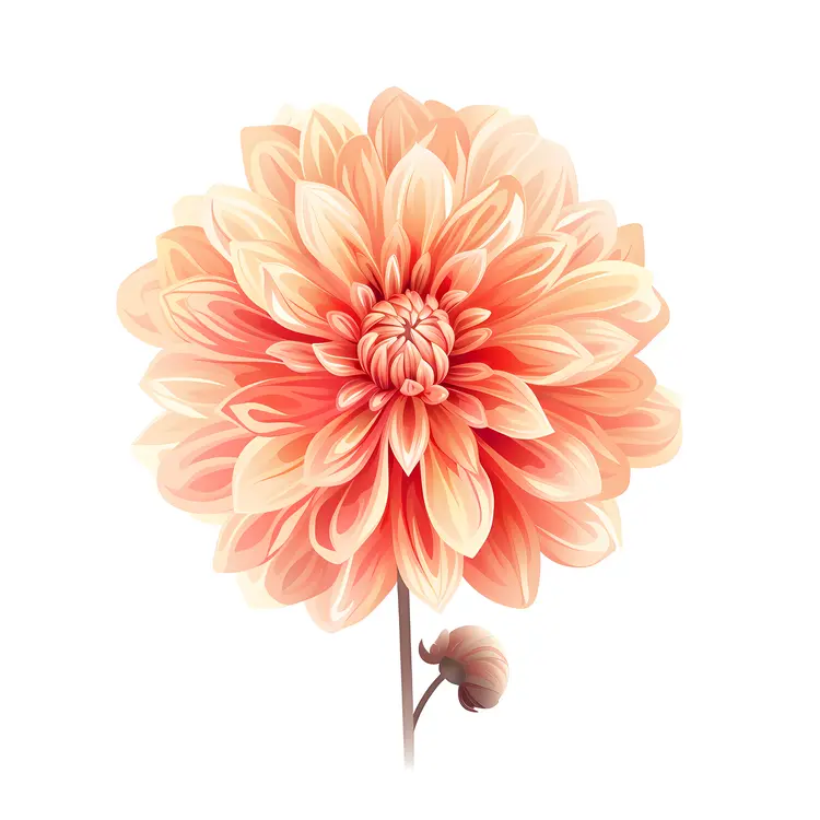 Beautiful Dahlia Flower Illustration