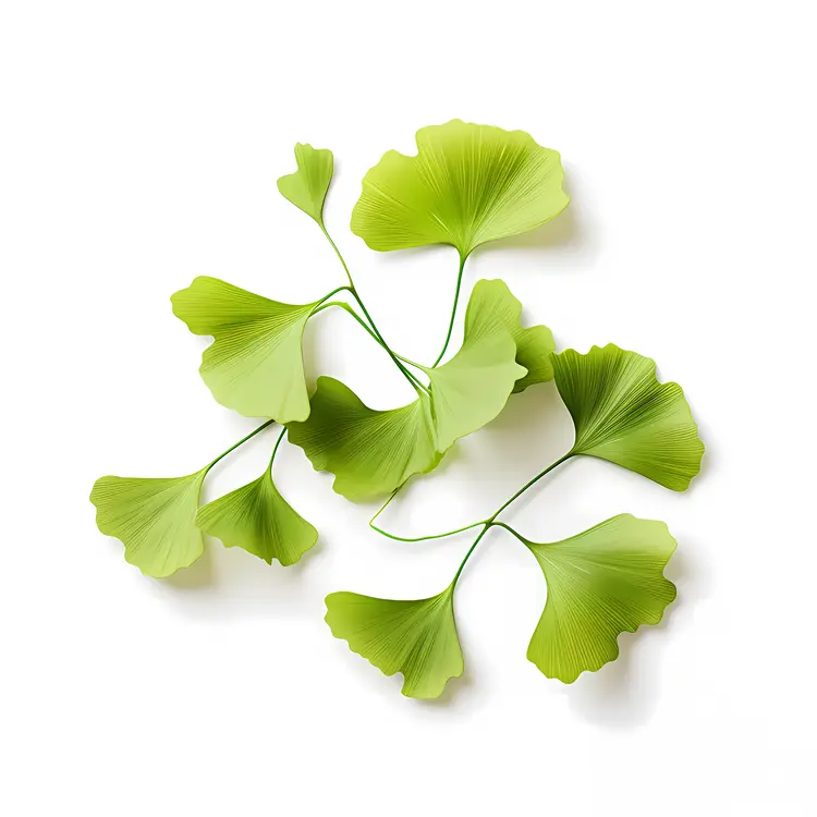 Green Ginkgo Leaves Arrangement