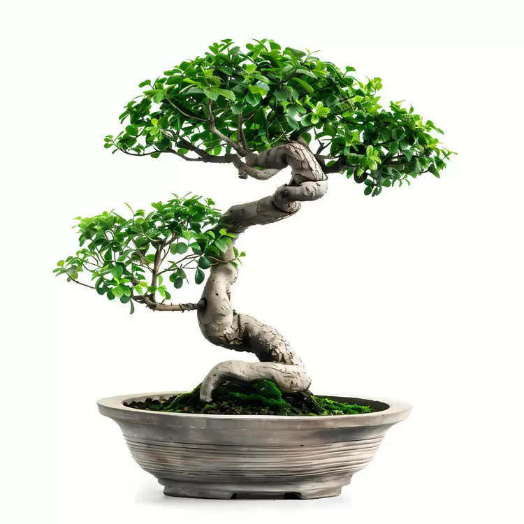 bonsai plant minimalistic simple wooden pot traditional
