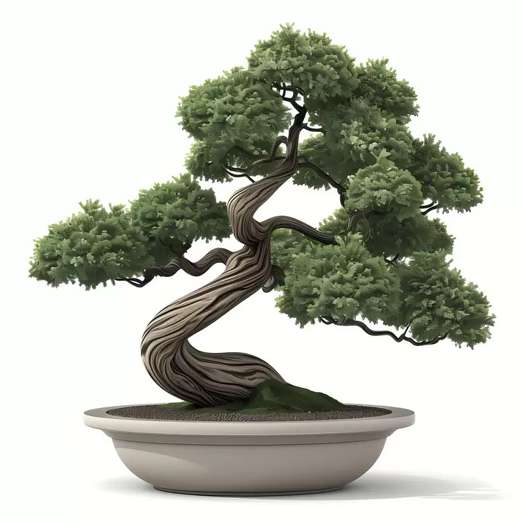 pot tree bonsai plant garden green