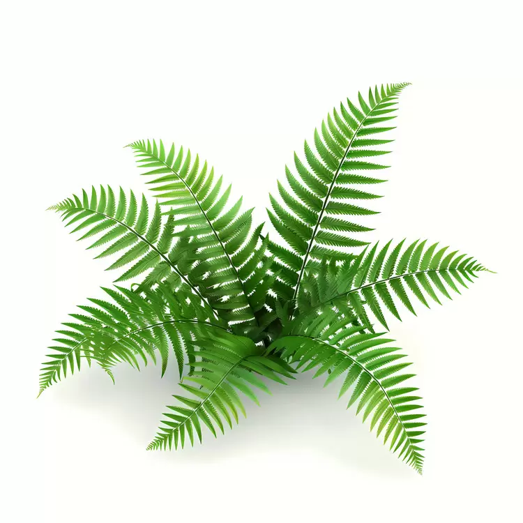 Plant Ferns Nature Grass Vegetation