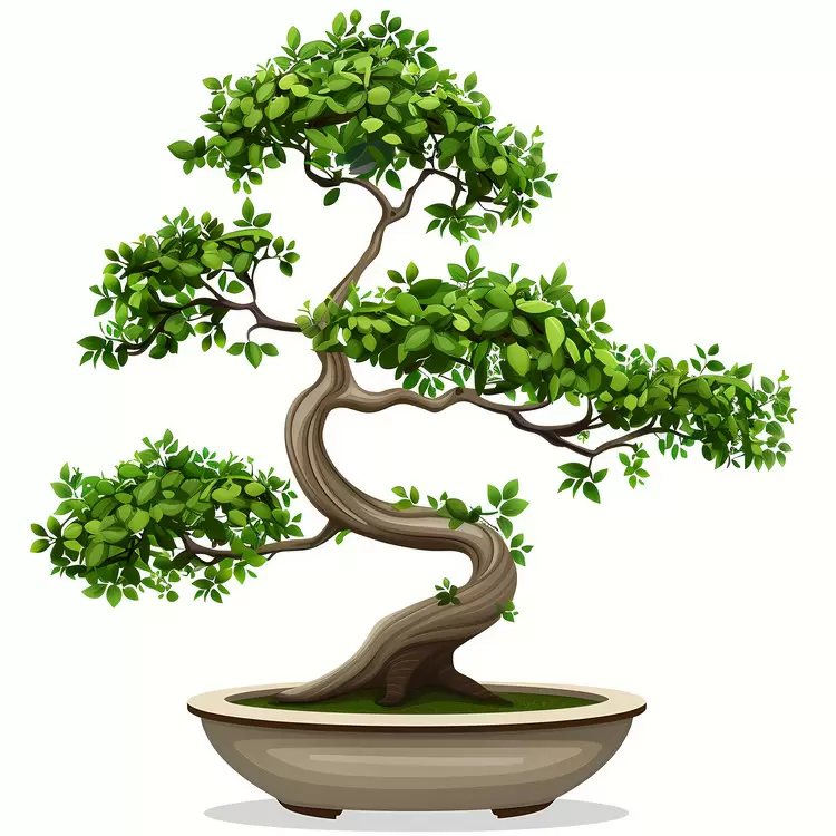 bonsai tree bonsai plant white background garden shadows