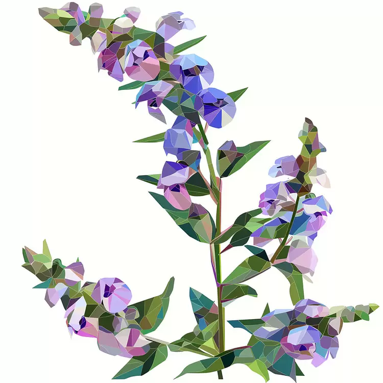 Stem Stamen Blue Inflorescence Violet