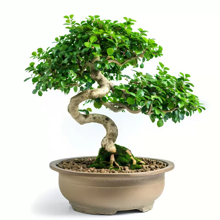 green bonsai indoor bonsai bonsai plant pot tree small bonsai