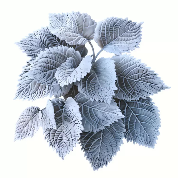 leaves Leafy Greenery Plant Flora