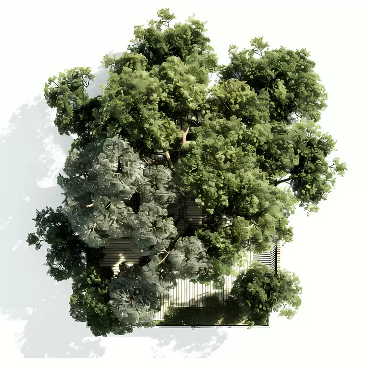architecture tree top view canopy foliage forest deciduous