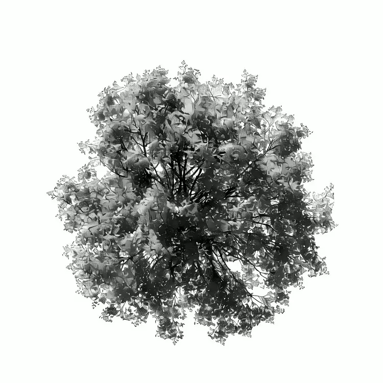 canopy top foliage crown branches