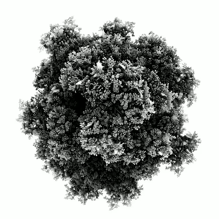 Black and White Topography Nature Autumn landscape tree top view