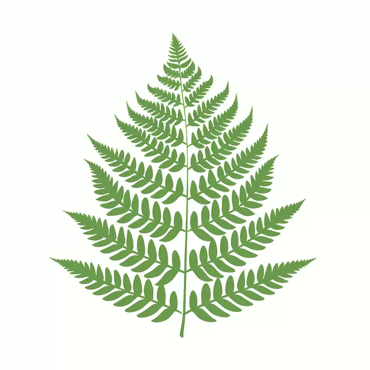 Tree Herbaceous fern Evergreen Leaf