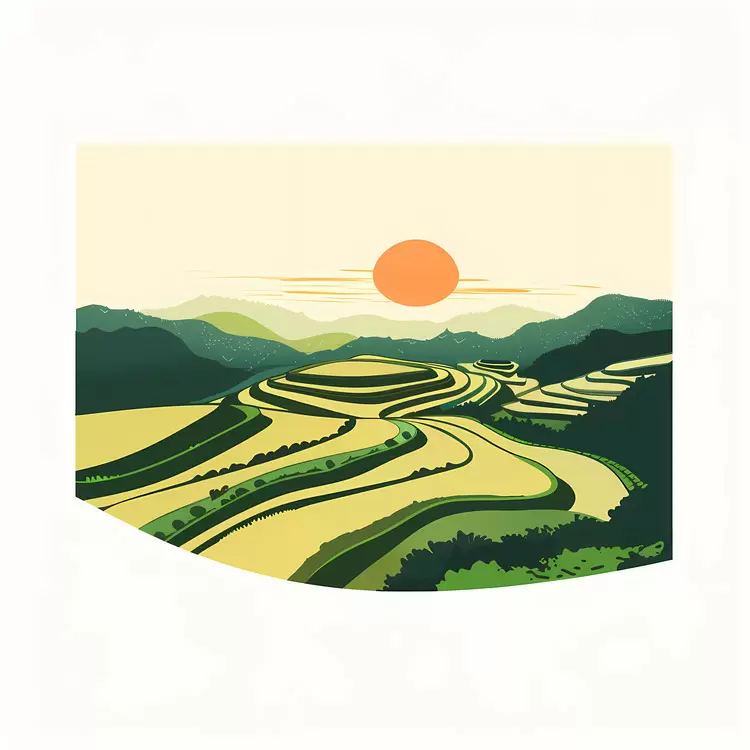rice paddy Rice fields Greenery Sunset Nature