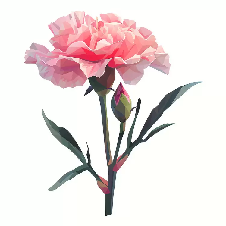 flower Pollen Petal Pink Carnation