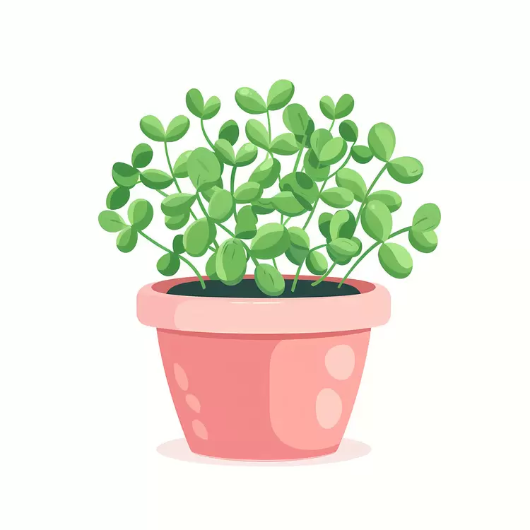 Natural Green Sprouts in a Terracotta Pot