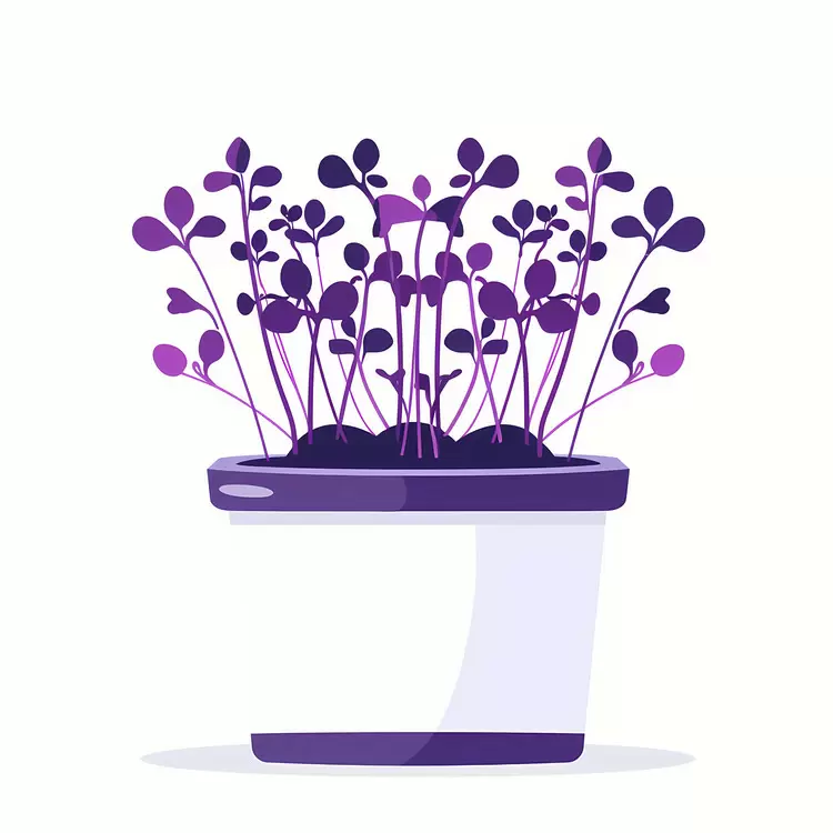Colorful Purple Sprouts in a White Pot