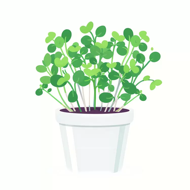 Vibrant Green Sprouts in a White Pot