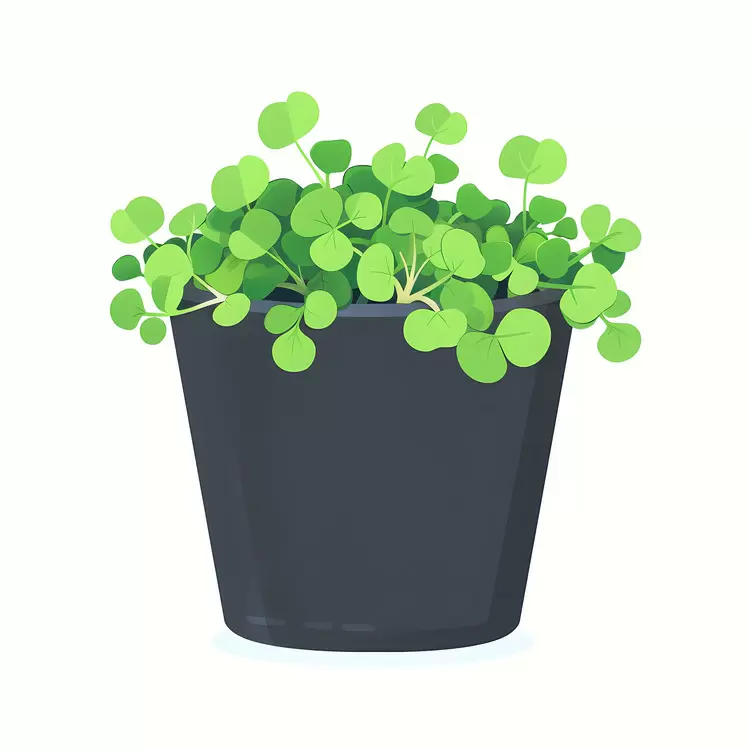 Lush Green Sprouts in a Black Pot