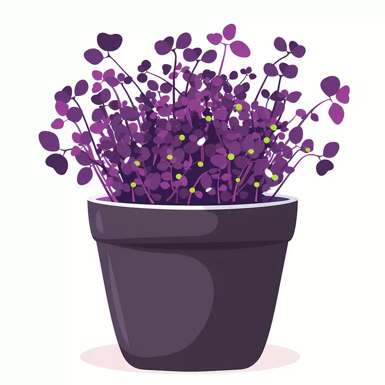Lush Purple Sprouts in a Black Pot