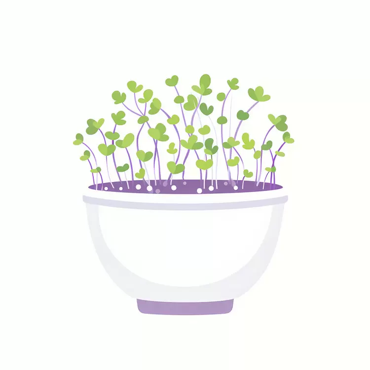 Green Sprouts in a White Bowl