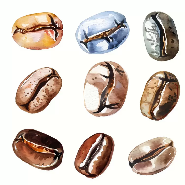 Roasted coffee beans Bean seeds Washed coffee beans Mixed coffee beans Watercolor beans
