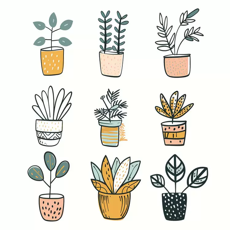 houseplant zebra plant jade plant succulent air plant