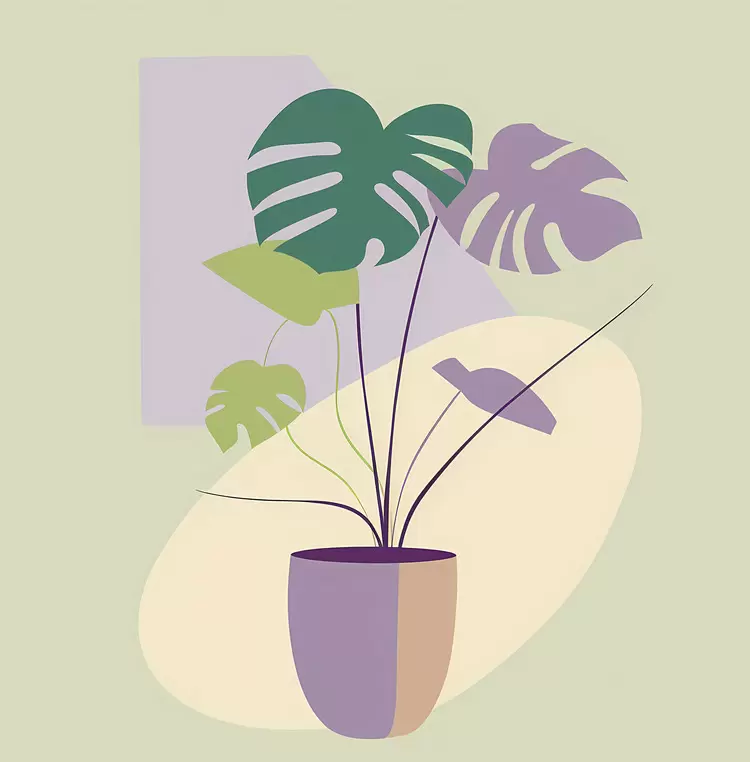 green decorative leafy plant monstera