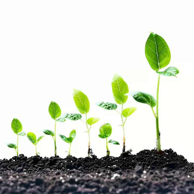 growth