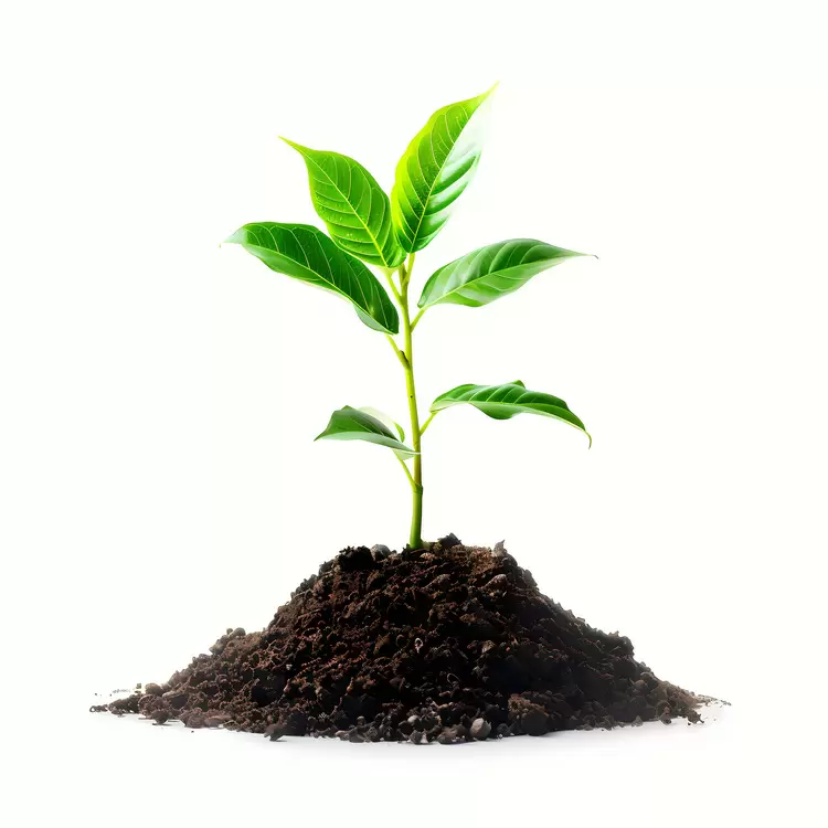 growth