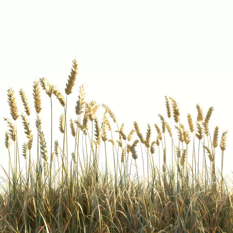 Wheat Crop