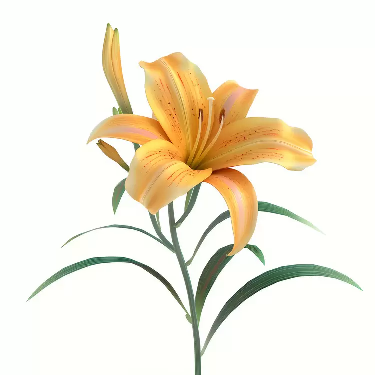 Day lily