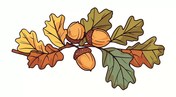 Autumn Branch acorns