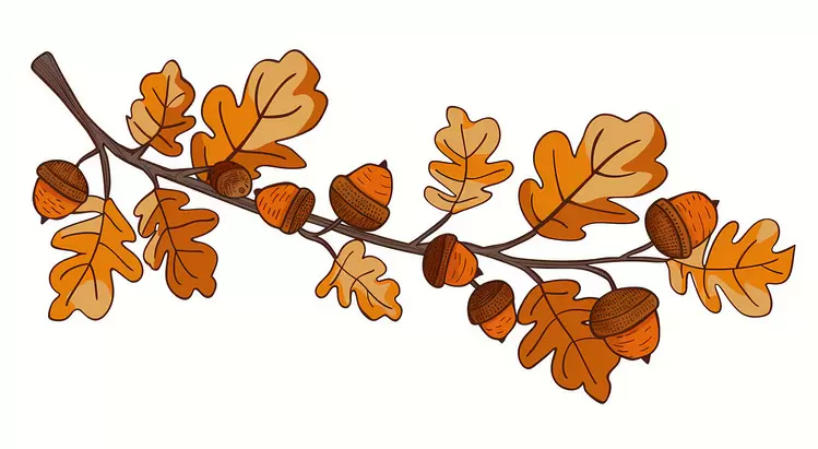 acorns Autumn Branch