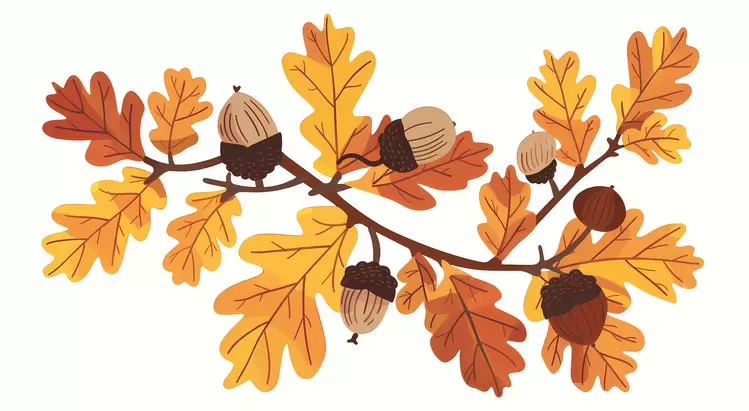 acorns Autumn Branch