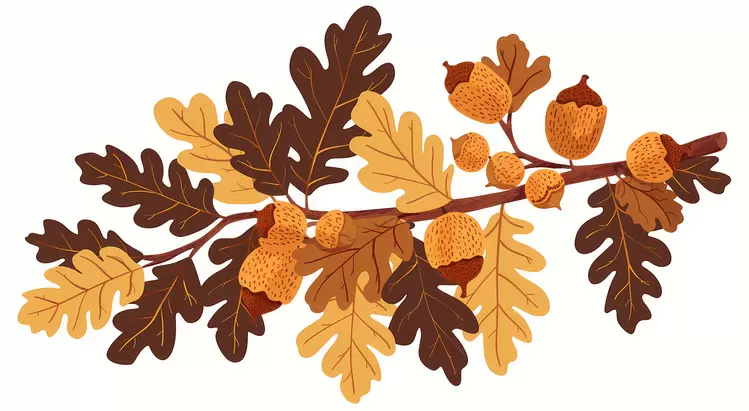 acorns Autumn Branch