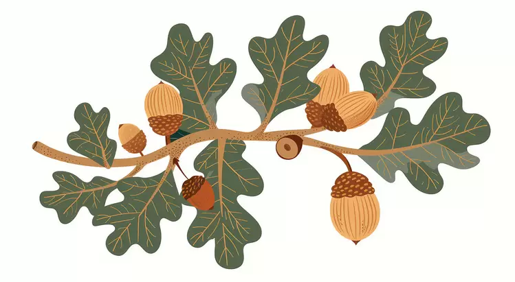 Autumn Branch acorns