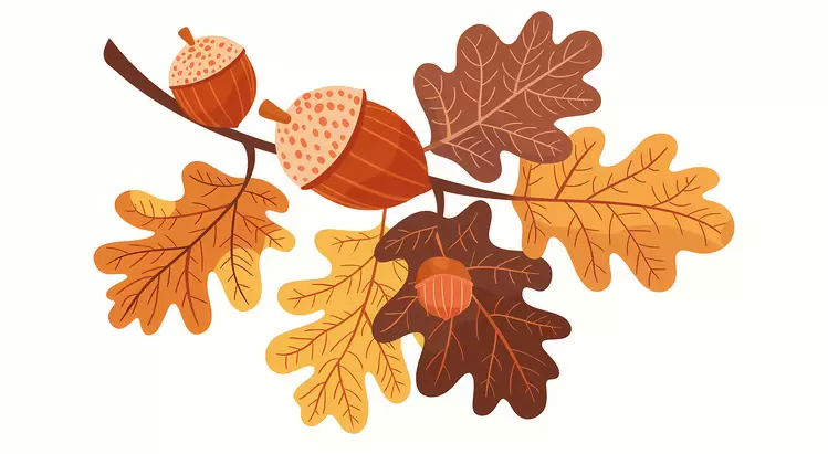 acorns Autumn Branch