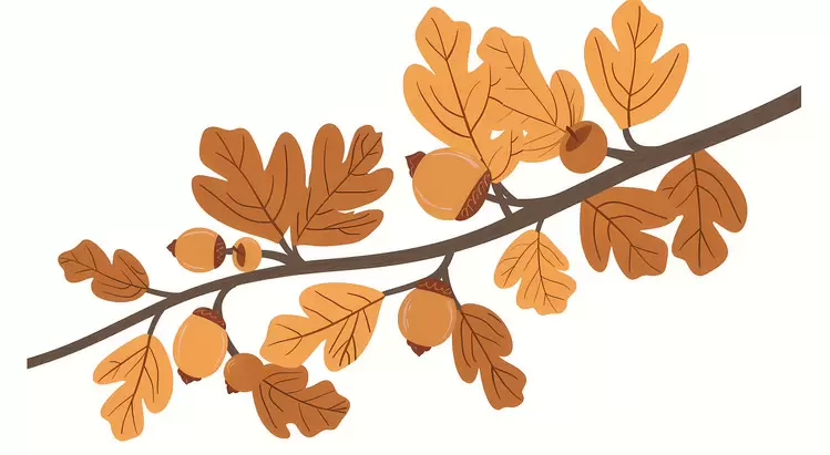 acorns Autumn Branch