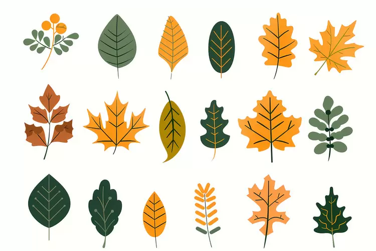 Fall Leaves, Autumn Leaves