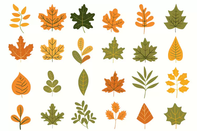 Fall Leaves, Autumn Leaves