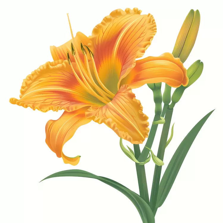Day lily